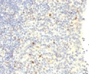 FOXP3 Antibody (clone FXP3/197, Azide-free, BSA-free)