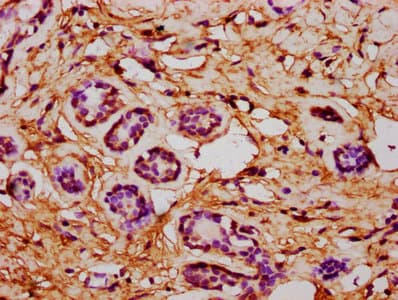 CSAD / CSD Antibody