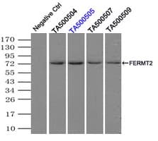 KIND2 / FERMT2 Antibody (clone OTI14A11)
