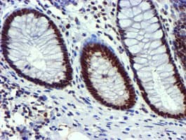 USP7 / HAUSP Antibody (clone OTI1F12, Carrier-free)