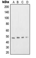 TFDP2 / DP2 Antibody (Internal)