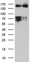 CNOT4 / CLONE243 Antibody (aa190-455, clone OTI2F10, Carrier-free)