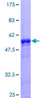 Human ZNF434 Protein (Recombinant GST)