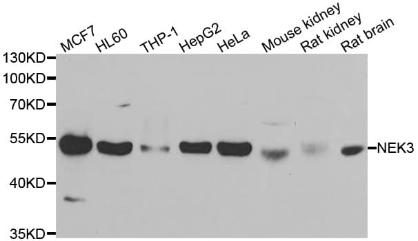 NEK3 Antibody