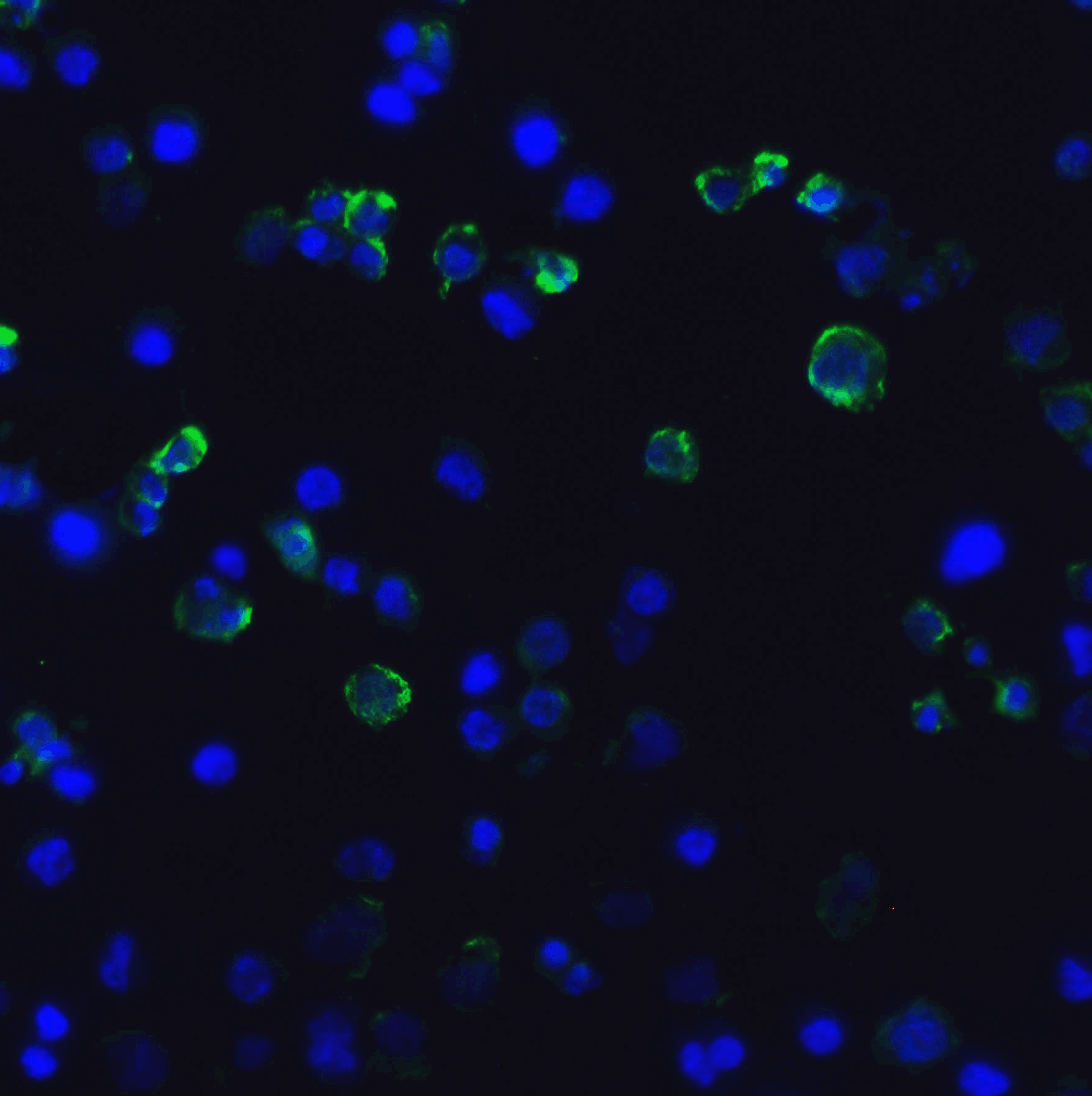 HAVCR2 / TIM-3 Antibody (clone 2A6)