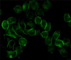 EGFR Antibody