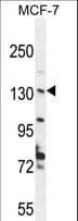 Polyclonal Rabbit anti-Human HUPF2 / UPF2 Antibody (aa630-656, WB)