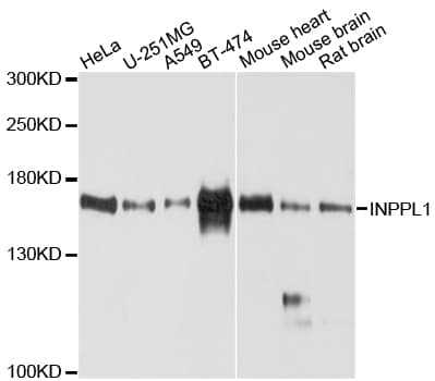 INPPL1 / SHIP2 Antibody