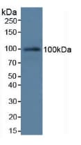 Complement C7 Antibody (aa1-144, FITC)