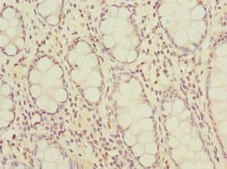 OGFR Antibody