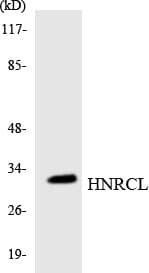 Polyclonal Rabbit anti-Human HNRNPCL1 Antibody (aa18-67, WB)