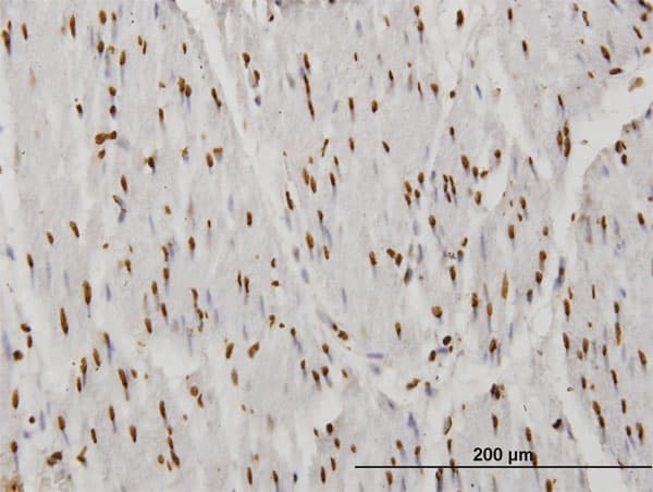 TAF11 Antibody (clone 3H5)
