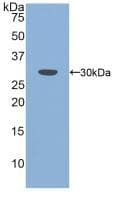 PLS3 / T Plastin Antibody (aa5-251, APC, Cy7)