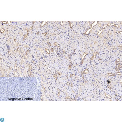 TUBA1B / Tubulin Alpha 1B Antibody