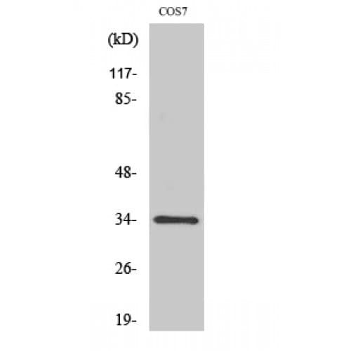 CDK1 / CDC2 Antibody (1-80 aa)
