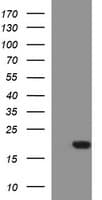 SIVA1 / SIVA Antibody (clone OTI1B10, Carrier-free)