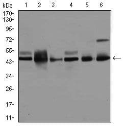 Monoclonal Mouse anti-Human MAPK8 / JNK1 Antibody (clone 100000, WB)