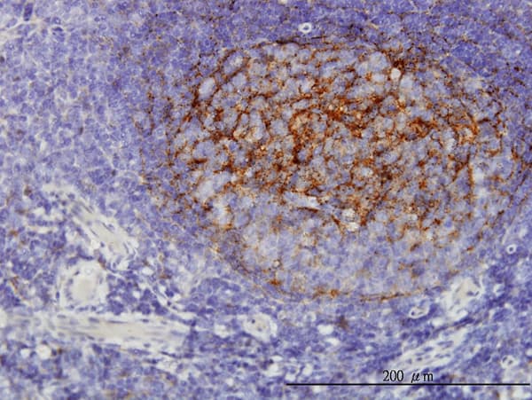 Monoclonal Mouse anti-Human QPRT Antibody (clone 5D11, IHC, WB)