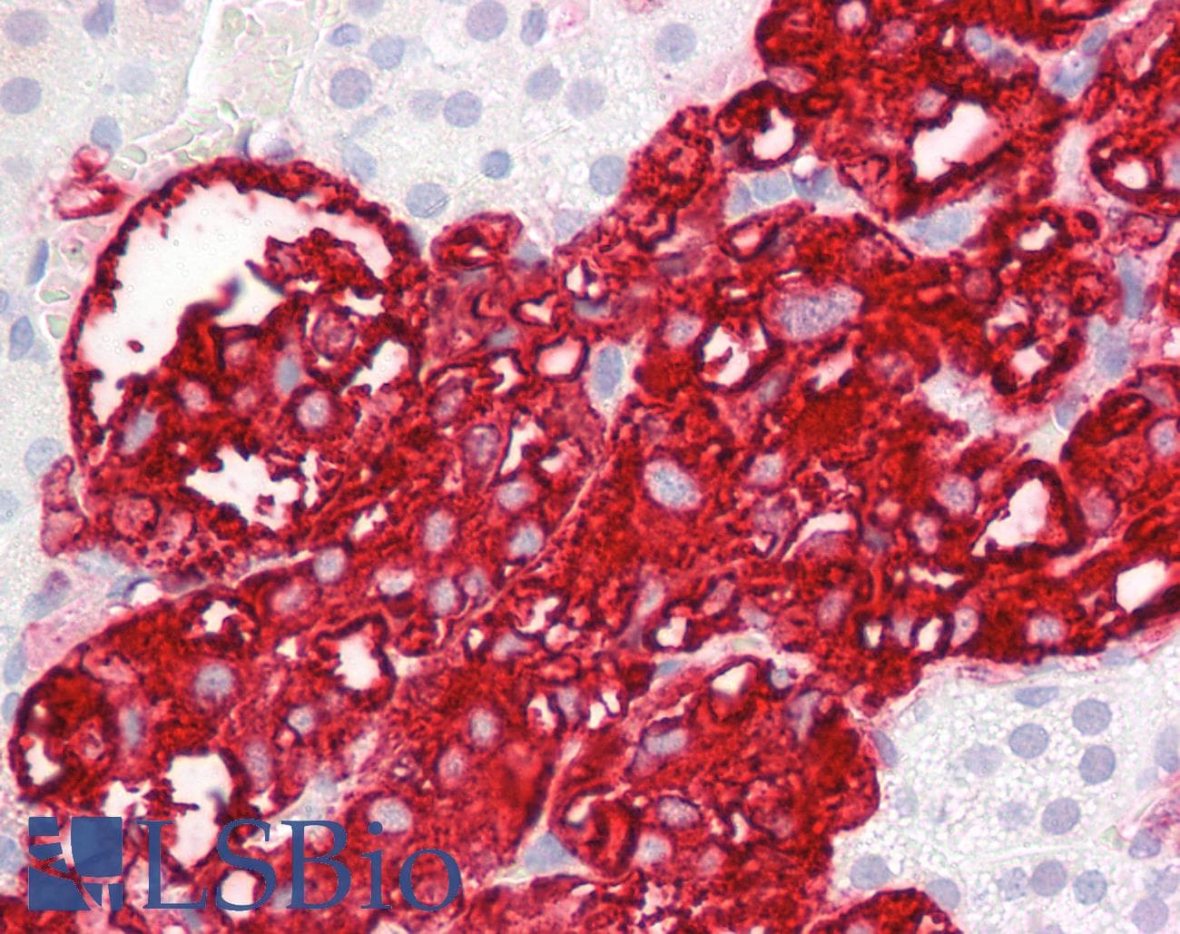 IHC-plus™ Polyclonal Sheep anti-Human DBH/Dopamine Beta Hydroxylase Antibody (N-Terminus, IHC, WB)