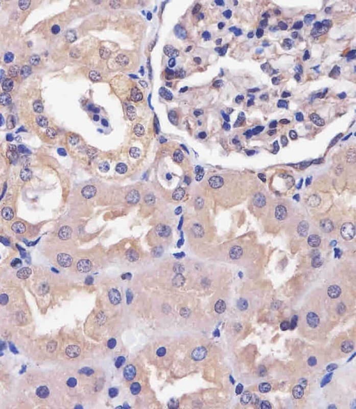COPS7B / CSN7B Antibody (N-Terminus)