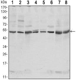 c-Src Kinase / CSK Antibody (clone 5F3)