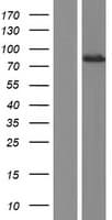 Human DTNA / Dystrobrevin Alpha Protein (Over-Expression Lysate Myc-DDK (Flag))