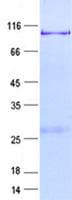 Human PRKCH / PKC-Eta Protein (Recombinant GST, N-terminus + His, C-terminus)