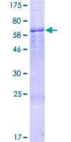 Human KIAA1674 / LRRC27 Protein (Recombinant GST)