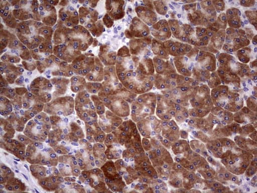 TIPIN Antibody (clone OTI2H6, Carrier-free)