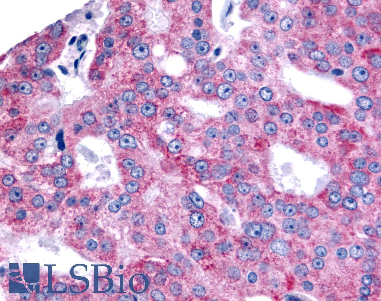 PathPlus™ ESRRB / ERR Beta Antibody (Internal)