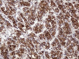NDUFB10 Antibody (clone OTI4D1)