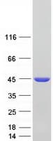 Human GIPC1 / GIPC Protein (Recombinant Myc-DDK (Flag))