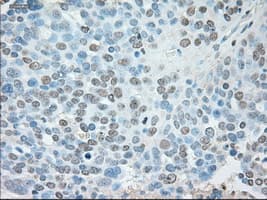 USP13 Antibody (clone OTI4G11)