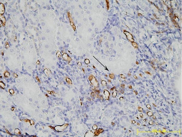 PEG / Polyethylene Glycol Antibody (clone 5E10E9)
