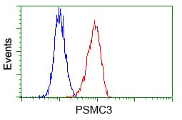 PSMC3 Antibody (clone OTI8D6)