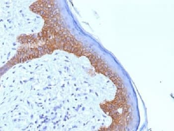 DSG3 / Desmoglein 3 Antibody (clone 5G11, Azide-free, BSA-free)