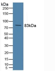 Complement C2 Antibody (aa473-723, FITC)