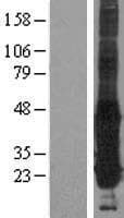 GGCT Protein (Over-Expression Lysate Myc-DDK (Flag))