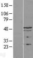 TMPO / TP / Thymopoietin Protein (Over-Expression Lysate Myc-DDK (Flag))