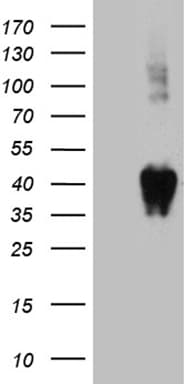 CD157 Antibody (aa29-318, clone OTI9B2)