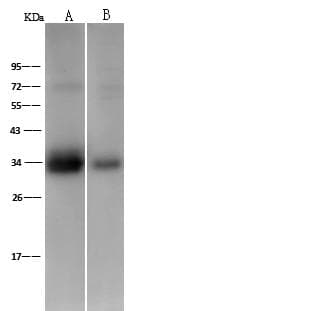 Polyclonal Rabbit anti-Human PPIE / Cyclophilin E Antibody (Preservative Free, WB)