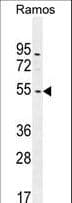 NIPAL1 Antibody (aa381-410)