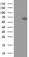 SPRING / TRIM9 Antibody (clone OTI5G5)