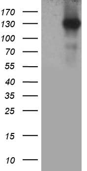 MAP3K13 / LZK Antibody (aa1-409, clone OTI5A2)