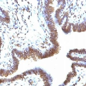 FBXO5 / EMI1 Antibody (N-Terminus, clone FBXP5)