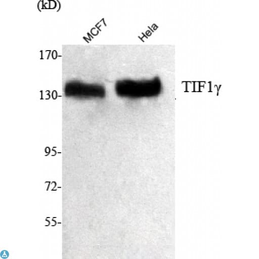 TRIM33 / TIF1-Gamma Antibody