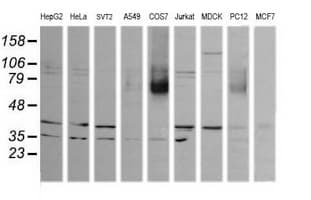 MAPK9 / JNK2 Antibody (clone OTI4D1)