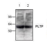 IHC-plus™ PLTP Antibody