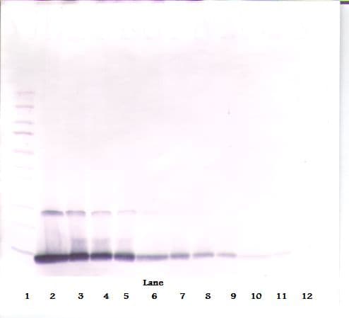IL4 Antibody