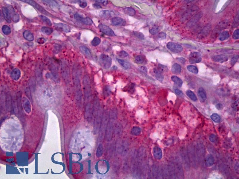 IHC-plus™ Monoclonal Mouse anti-Human MAPK8 / JNK1 Antibody (clone 3B12, IHC, WB)